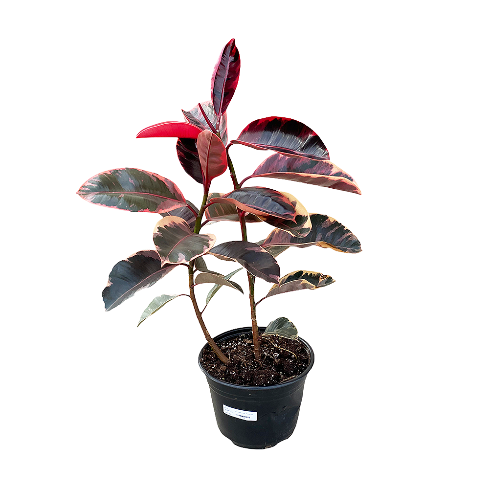Ficus Ruby