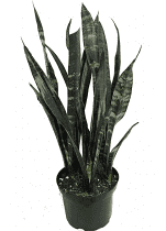 Sanseiveria Black Coral
